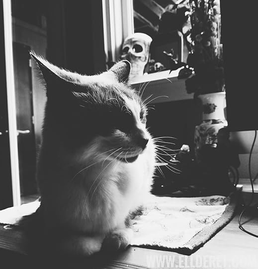 em-markoff-caturday-black-white-photography.jpg
