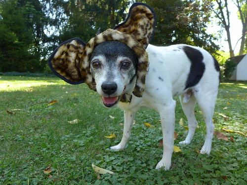 2019-10-01 - Finnick Leopard - 0024 [Original]