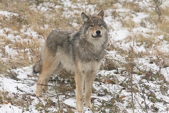 wolf polished brightness