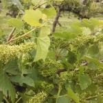 Fruit Forming at Hickory Hill Vineyards