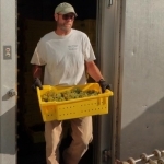 Removing grapes from the chiller