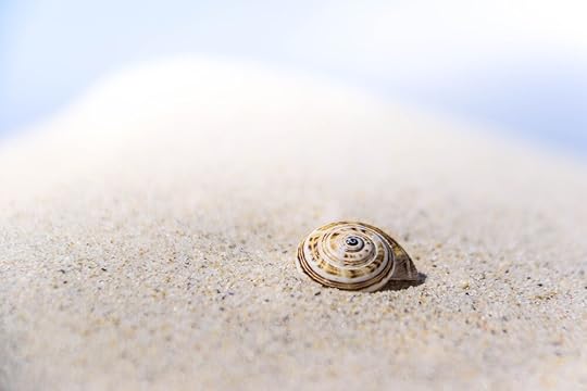 seashell.jpg