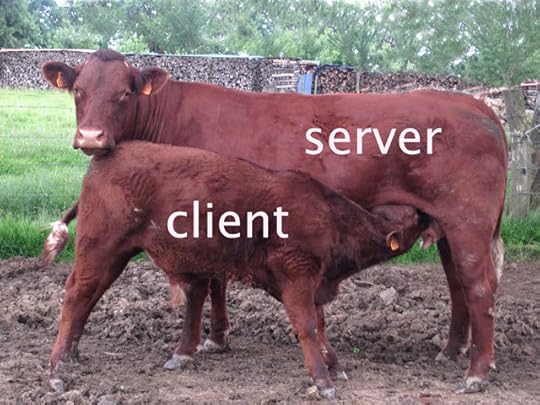 calf-cow