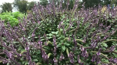2019-10-29 bees on basil