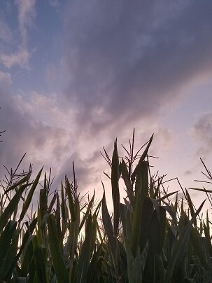 Normal, not-haunted corn.
