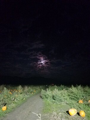 Definitely no zombies.