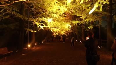Showa Kinen Ginkgo Light-up