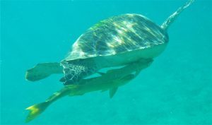 Swim with the turtles in Maho Bay