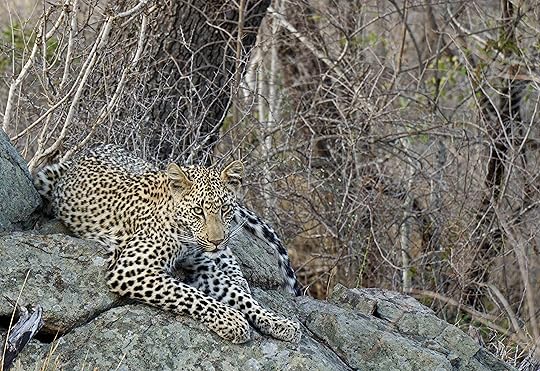 Leopards in Sabi Sands are notorious for being calm and habituated to trucks full of tourists.