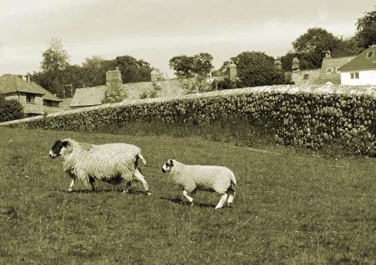 O'er Hill sheep, Chagford