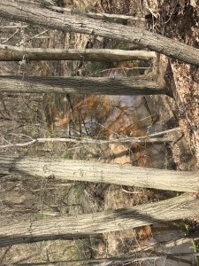 thoughts and feelings