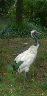 moorish crane