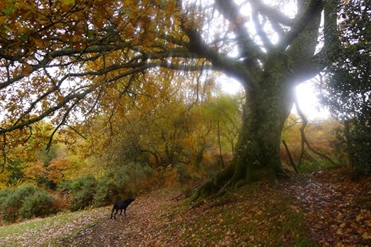 Autumn magic border=