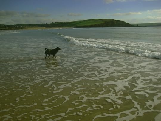 Tilly on the Devon coast