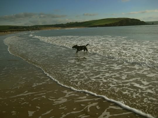 Tilly on the Devon coast
