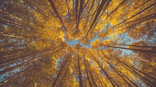 The Lovely Insufficiency of Gratitude
