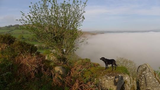 Hound in the mist