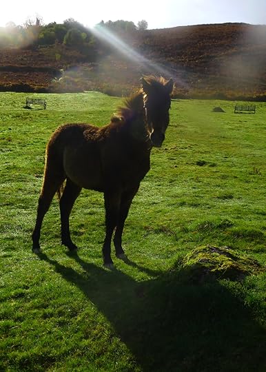 Dartmoor ponies 1