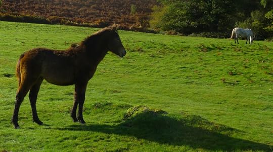Dartmoor ponies 2