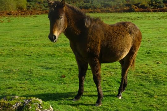 Dartmoor ponies 6