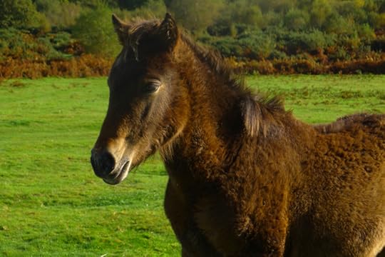 Dartmoor ponies 7
