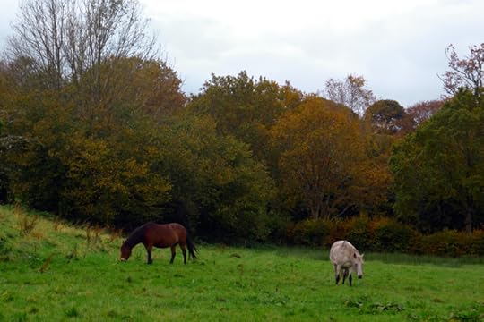 Dartmoor ponies 8