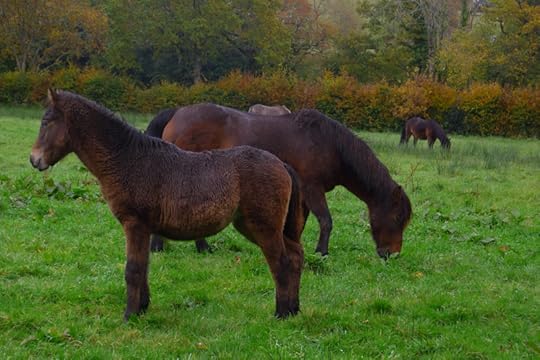 Dartmoor ponies 9