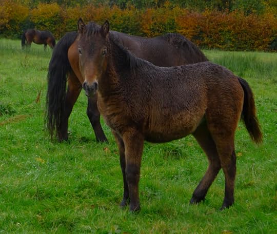 Dartmoor ponies 10