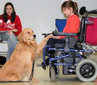Mobility-Assistance-Dog5