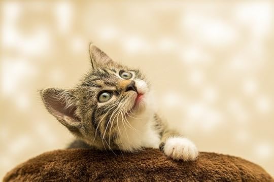young-kitten-FIP