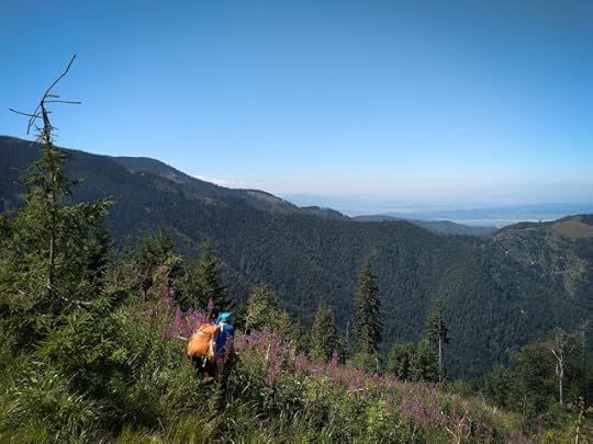 Prin Muntii Fagaras | culegem zmeura