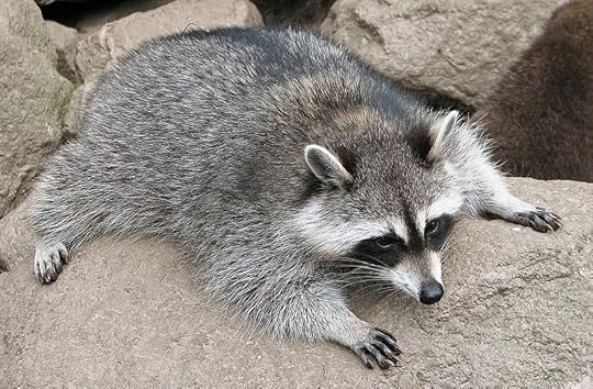 File:Raccoon (Procyon lotor) 3.jpg