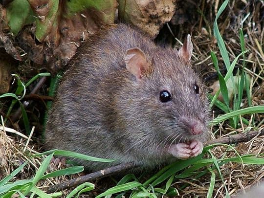 File:WildRat.jpg
