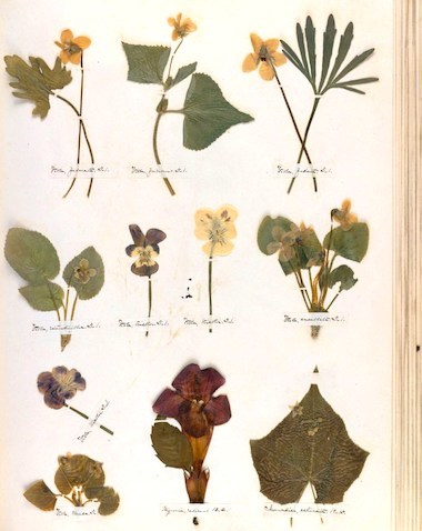 Emily Dickinson's Herbarium