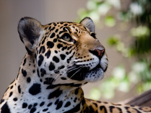 Leopard 10:7:19
