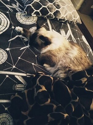 A triumphant but sleepy Cordelia. Also, the only picture actually taken this week.