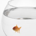 Forgetful goldfish and the kitchen sink