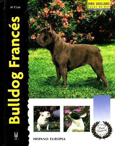 Bulldog frances/French Bulldog