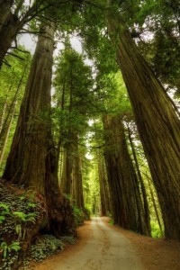 Redwoods lighter 10:27:19