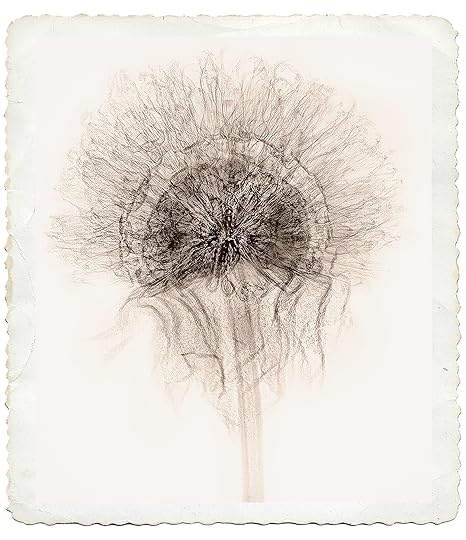 Echinacea Seed Pod - Sepia © Harold Davis
