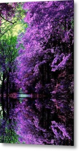 Purple shrubs 10:27:19