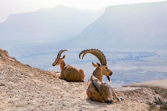 Nubian Ibex