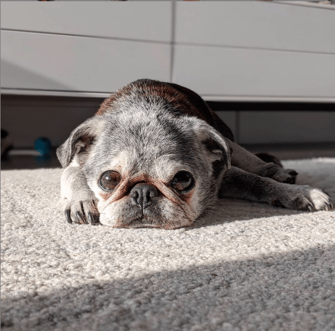 Screen-shot-2019-12-15-at-1.01.10-pm