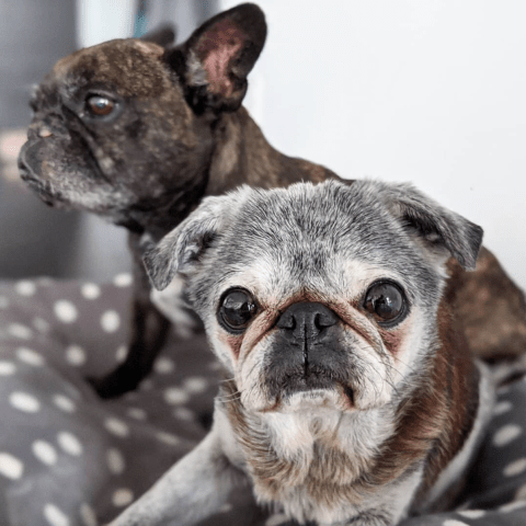 Screen-shot-2019-12-21-at-7.47.49-pm