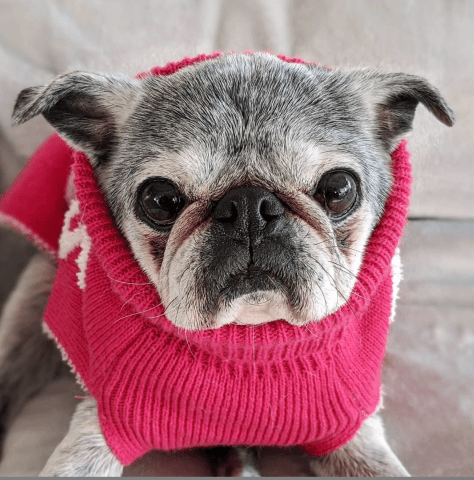 Screen-shot-2019-12-21-at-7.48.04-pm