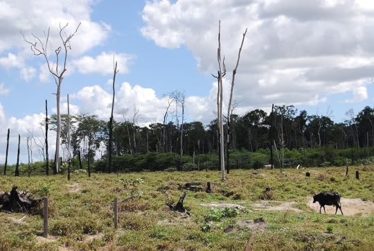 Deforestation