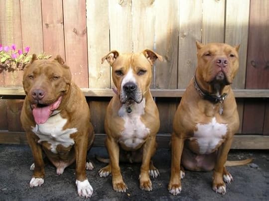pit bull rescue - Google Search