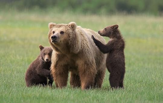 Brown bear and cubs