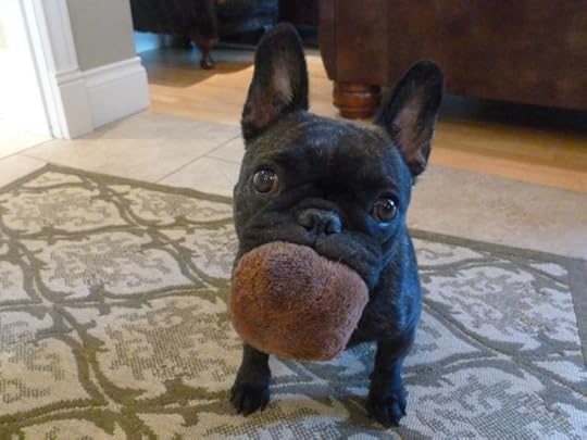Dog11