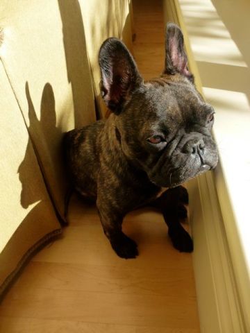 Dog7